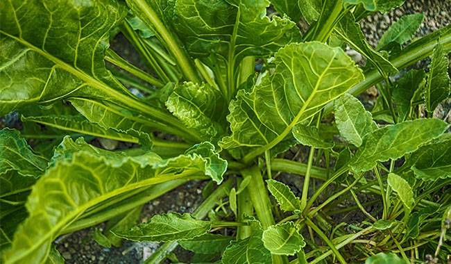 How to the indoor spinach growing Planting tips and methods