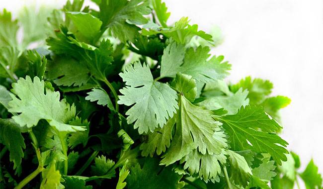 How to trim cilantro so it keeps growing Planting for tips