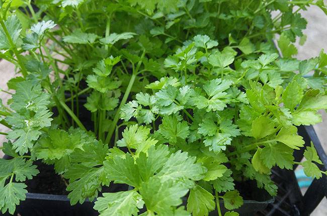 Is it possible to grow cilantro on the windowsill