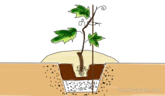 Method of planting grape seedlings - ThumbGarden