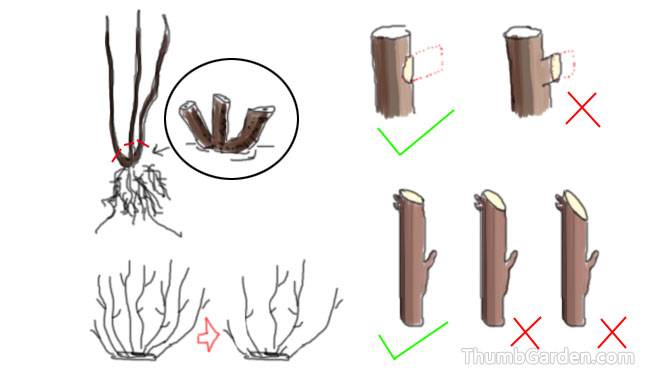 Pruning of branches -4- ThumbGarden