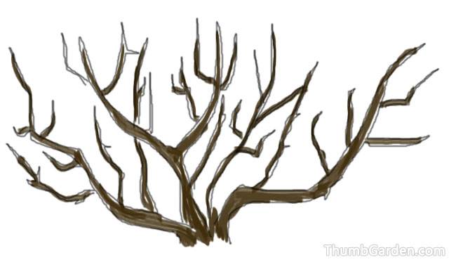 Pruning of redundant branches -5- ThumbGarden