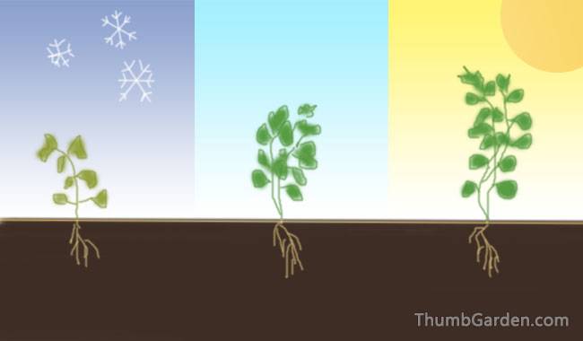 STEPS FOR PLANTING FOR CILANTRO - ThumbGarden