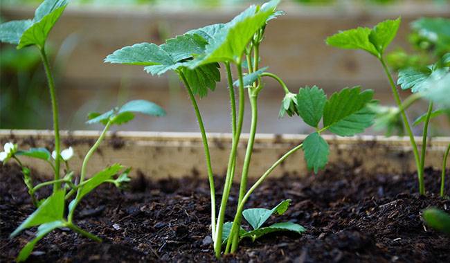 Start growing from strawberry seeds Tips for beginners