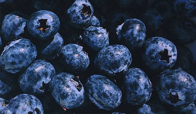 Storing fresh blueberries