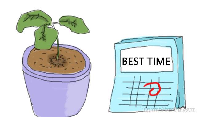 THE BEST TIME TO PLANT BASIL IN POTS - ThumbGarden