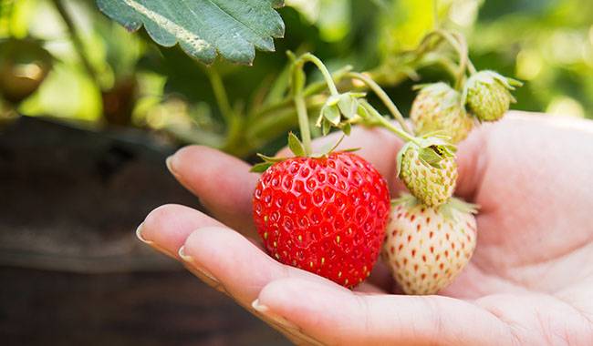 The 5 secret of how to care for strawberry plant