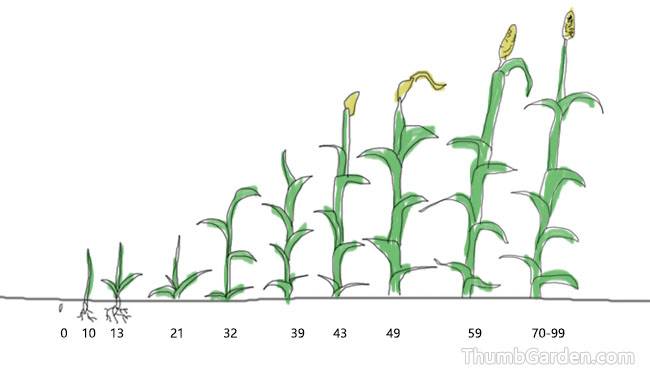 UNDERSTANDING THE WHOLE PROCESS OF CORN GROWTH - ThumbGarden