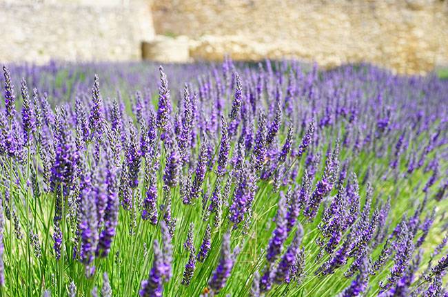 Varieties of lavender
