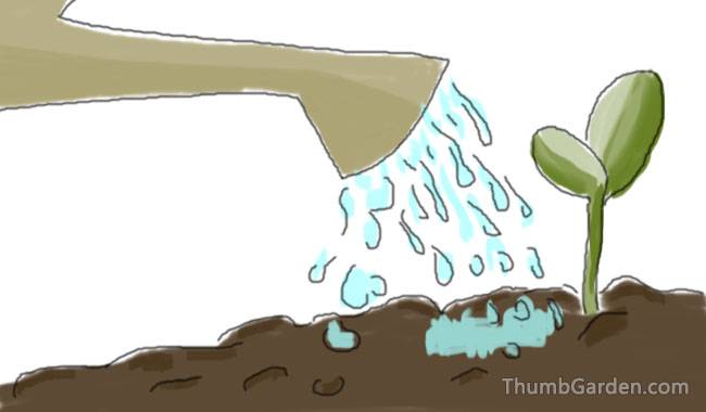 WATERING IS IMPORTANT - ThumbGarden