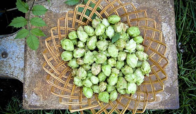 WHEN TO HARVEST HOPS