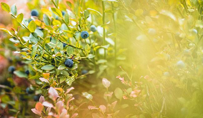 When is blueberry picking season Planting for tips