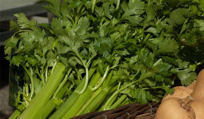 When is celery ready to harvest Planting Tips