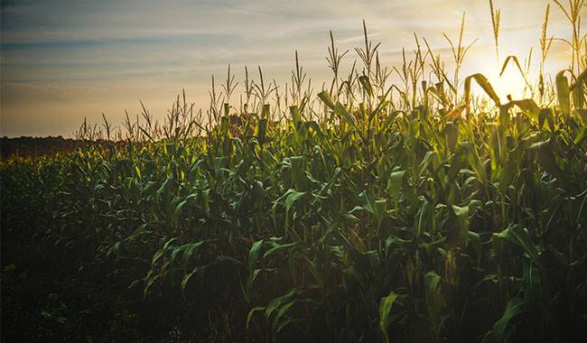 When is corn ready to harvest Planting for tips