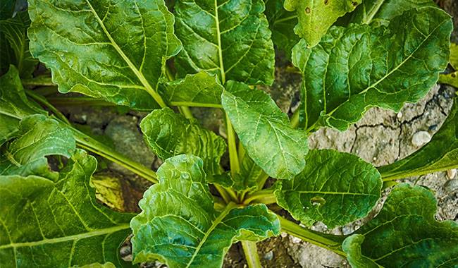 When to harvest spinach and store it Tips for beginners.