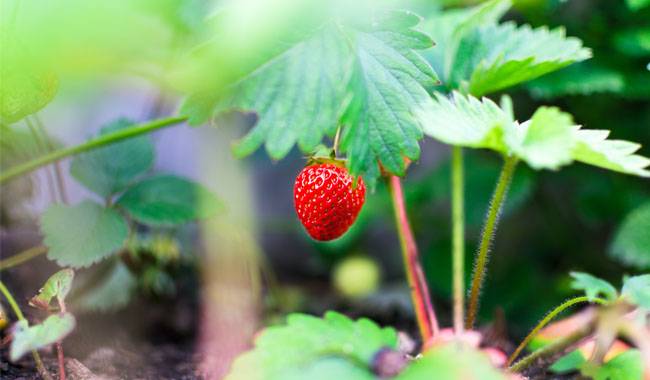 7 steps to get high-quality garden strawberry seedlings