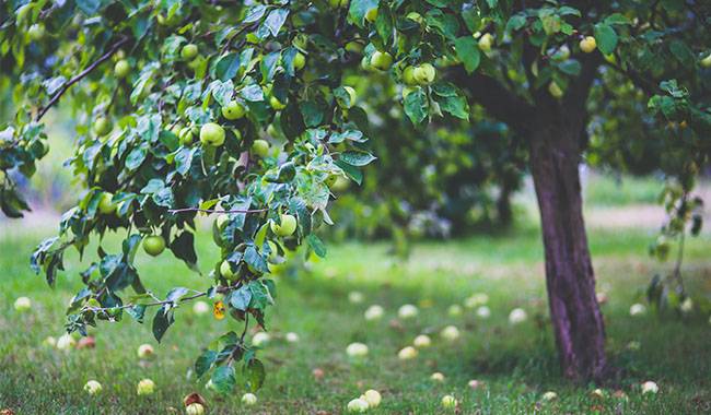 8 rules for the care of fruit trees in autumn
