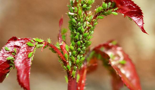 Amaranthus Diseases And Pests