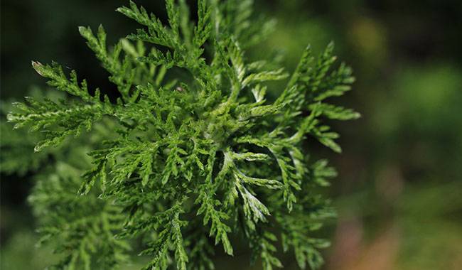 Artemisia(genus) Is a harmful or poisonous plant