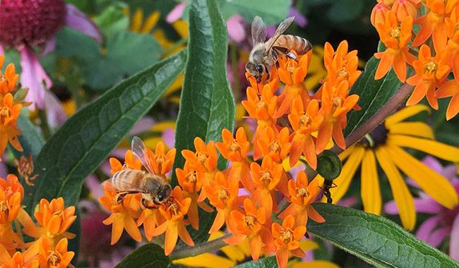 Asclepias in the care of the home