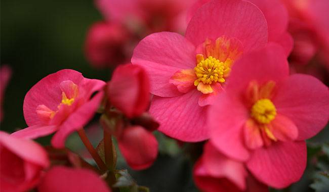 Begonias flower care questions