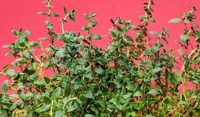 CHARACTERISTICS OF THYME