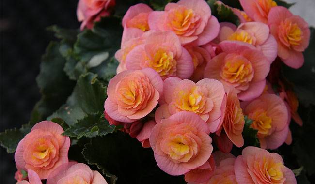 Care of begonia at home
