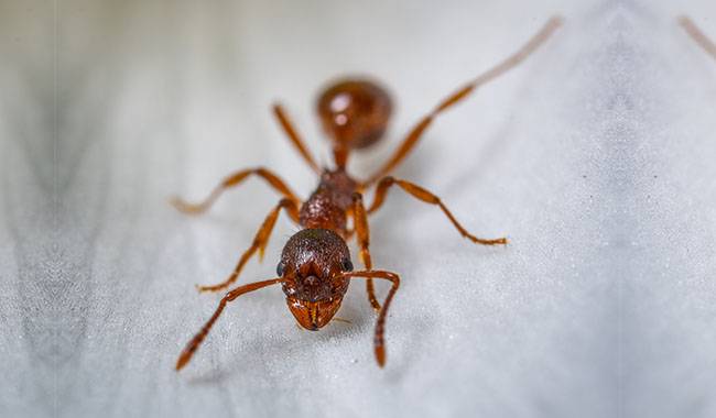 Characteristics of the life of ants