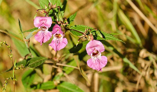 Common Problems in The Cultivation of Balsam Flowers