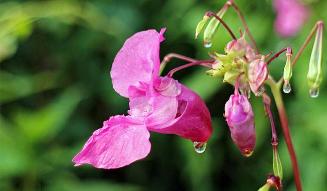 Growing balsam flowers the secret to more lushness