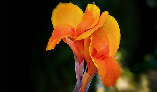 HOW TO CARE FOR CANNAS