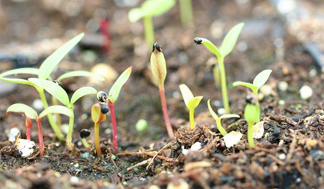 HOW TO GROW CELOSIA - celosia seed
