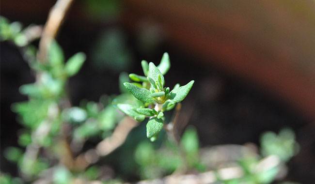 HOW TO GROW THYME AT HOME