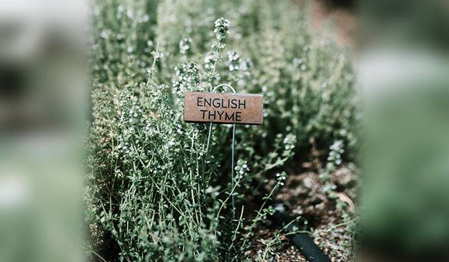 HOW TO GROW THYME