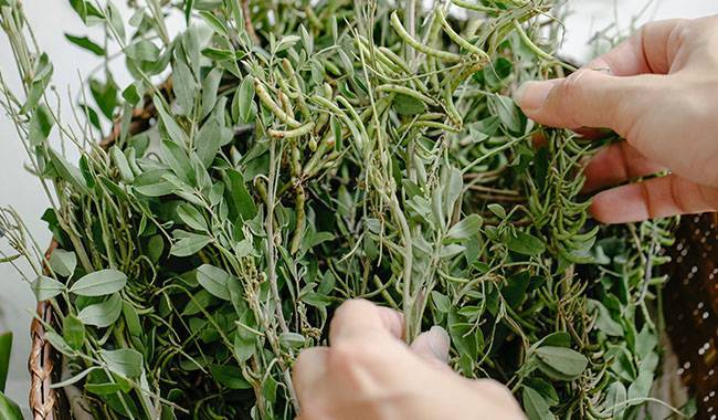 HOW TO HARVEST THYME