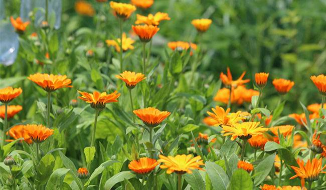 Harvesting calendula how to properly collect and dry in winter
