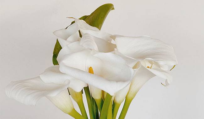 How often to water calla lily Tips for beginners