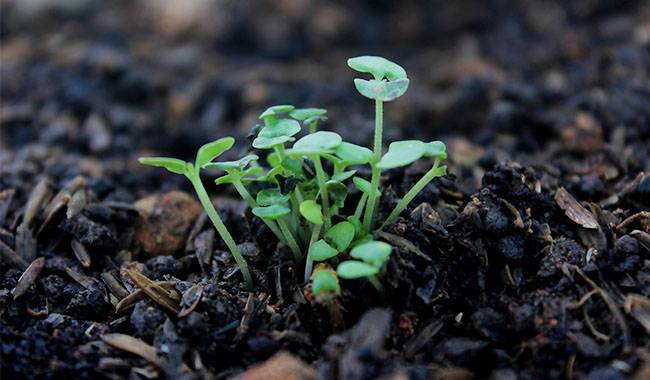How to Plant seedlings easier with limited time