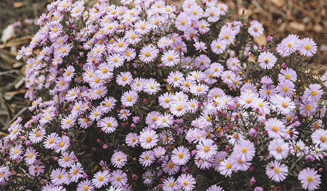 How to care for Aster Protected and protected from disease