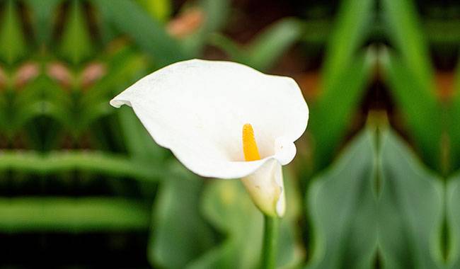 How to care for a calla lily plant planting tips