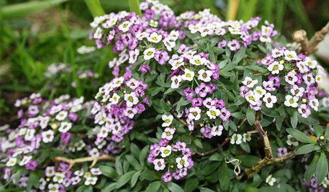 How to care for alyssum Planting for tips