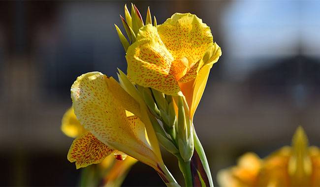 How to care for cannas Planting for tips