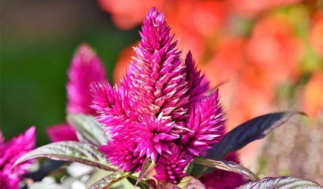 How to care for celosia Planting for tips