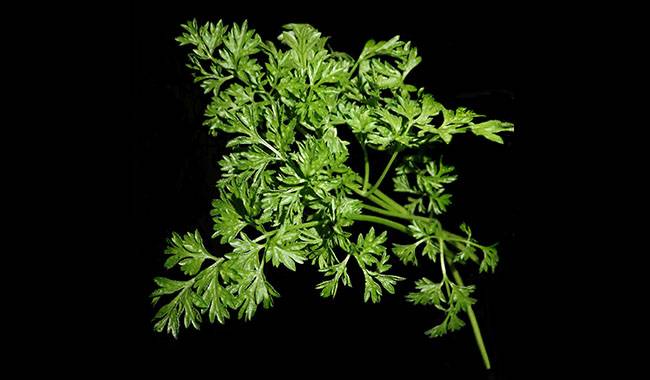 How to care for chervil