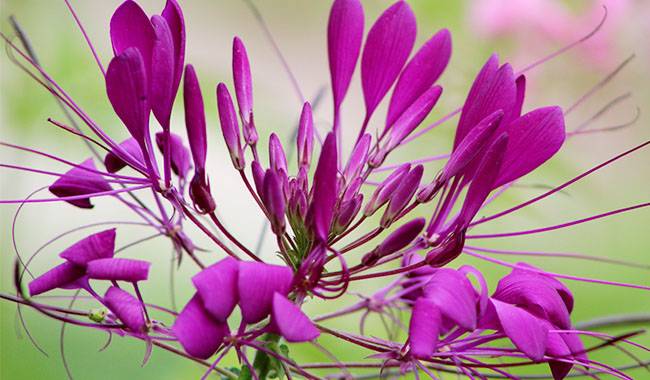 How to germinate cleome seeds Growing Guide