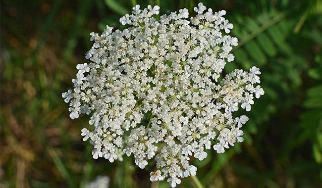 How to get Queen Anne's Lace seeds