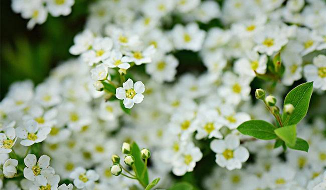 How to grow alyssum planting and care