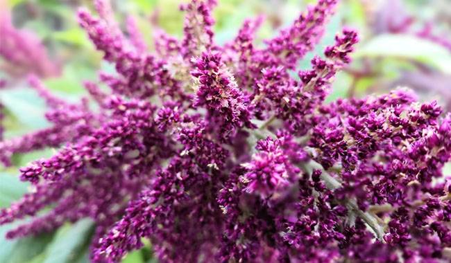 How to grow amaranthus seed growth, planting, and care