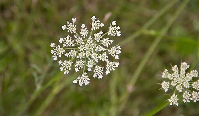 How to grow ammi majus(Queen Anne's lace)