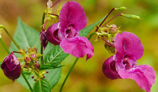 How to grow balsam flowers growth and care